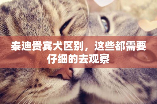 泰迪貴賓犬區別，這些都需要仔細的去觀察