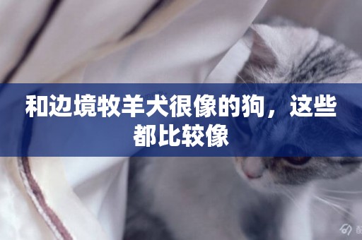 和邊境牧羊犬很像的狗，這些都比較像