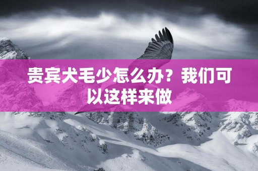 貴賓犬毛少怎么辦？我們可以這樣來做
