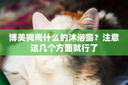 博美狗用什么的沐浴露？注意這幾個方面就行了