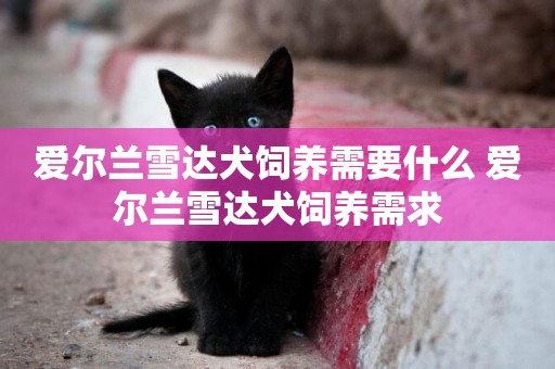 愛爾蘭雪達犬飼養需要什么 愛爾蘭雪達犬飼養需求