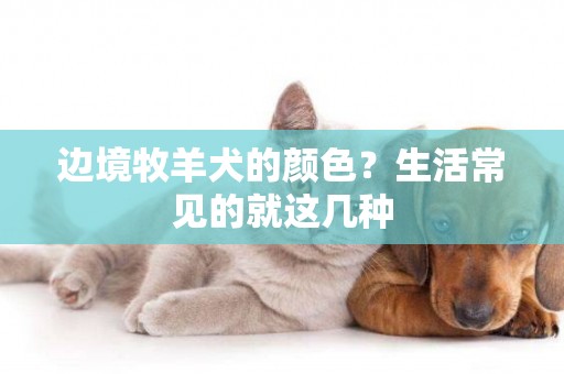邊境牧羊犬的顏色？生活常見的就這幾種