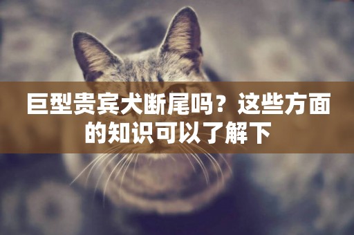巨型貴賓犬斷尾嗎？這些方面的知識可以了解下