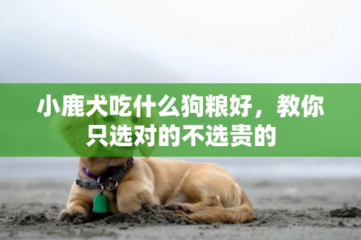 小鹿犬吃什么狗糧好，教你只選對的不選貴的