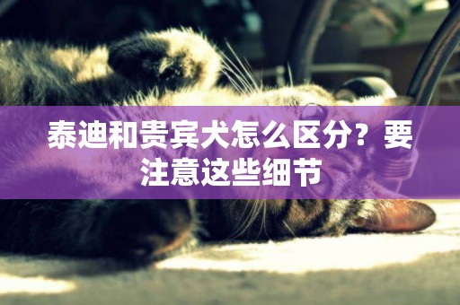 泰迪和貴賓犬怎么區分？要注意這些細節