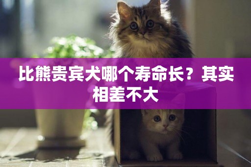 比熊貴賓犬哪個壽命長？其實相差不大