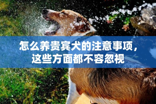 怎么養貴賓犬的注意事項，這些方面都不容忽視