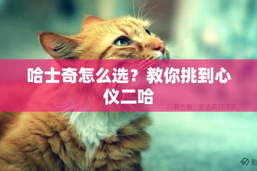 哈士奇怎么選？教你挑到心儀二哈
