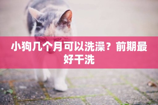 小狗幾個月可以洗澡？前期最好干洗