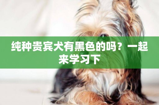 純種貴賓犬有黑色的嗎？一起來學習下