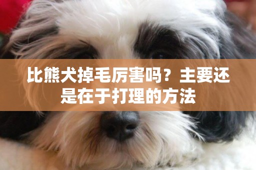 比熊犬掉毛厲害嗎？主要還是在于打理的方法
