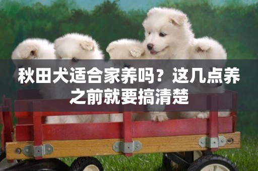 秋田犬適合家養嗎？這幾點養之前就要搞清楚