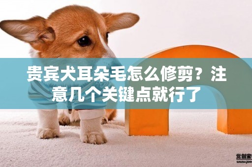 貴賓犬耳朵毛怎么修剪？注意幾個關鍵點就行了