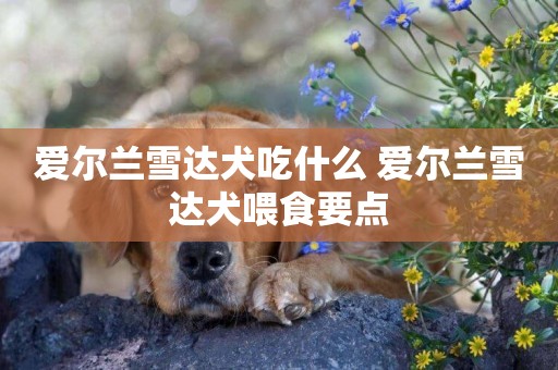 愛爾蘭雪達犬吃什么 愛爾蘭雪達犬喂食要點