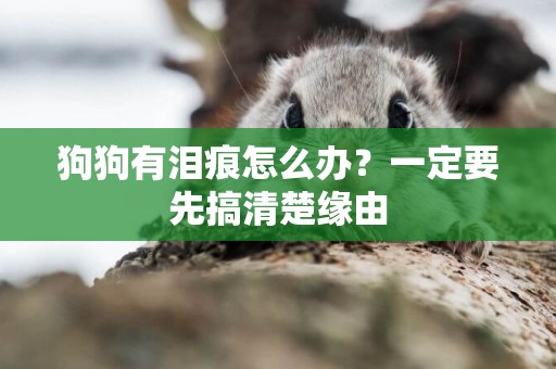 狗狗有淚痕怎么辦？一定要先搞清楚緣由