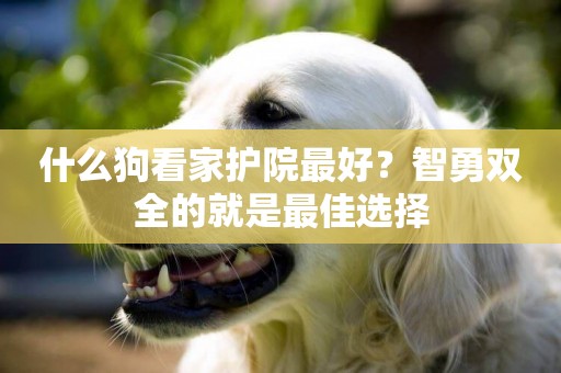 什么狗看家護院最好？智勇雙全的就是最佳選擇