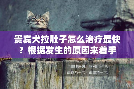 貴賓犬拉肚子怎么治療最快？根據發生的原因來著手