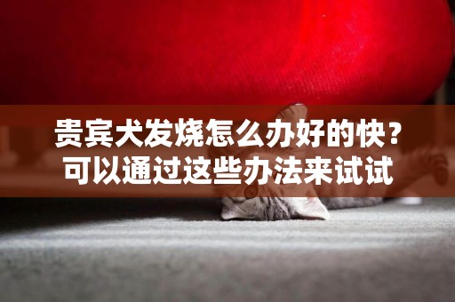 貴賓犬發燒怎么辦好的快？可以通過這些辦法來試試