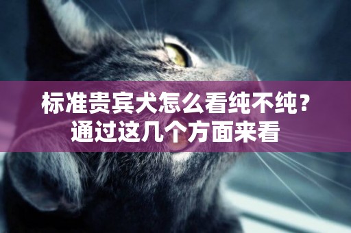 標準貴賓犬怎么看純不純？通過這幾個方面來看