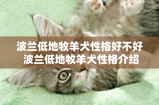 波蘭低地牧羊犬性格好不好 波蘭低地牧羊犬性格介紹