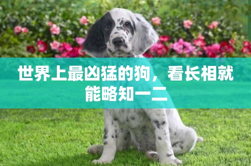 世界上最兇猛的狗，看長相就能略知一二