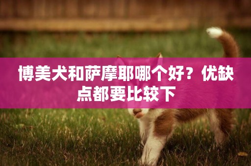 博美犬和薩摩耶哪個好？優缺點都要比較下