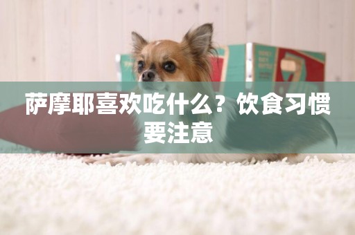 薩摩耶喜歡吃什么？飲食習慣要注意