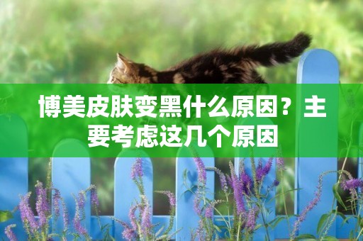 博美皮膚變黑什么原因？主要考慮這幾個原因