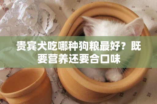 貴賓犬吃哪種狗糧最好？既要營養還要合口味