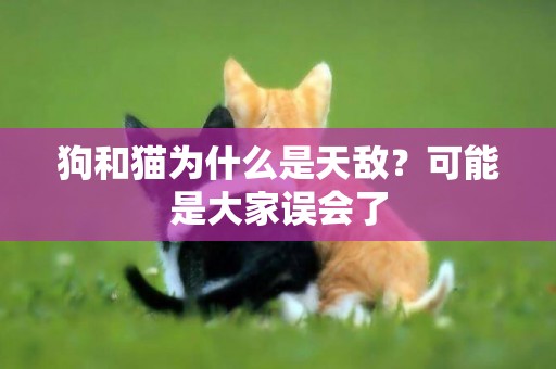 狗和貓為什么是天敵？可能是大家誤會了