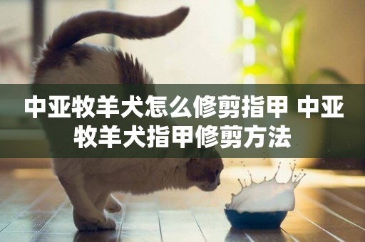 中亞牧羊犬怎么修剪指甲 中亞牧羊犬指甲修剪方法