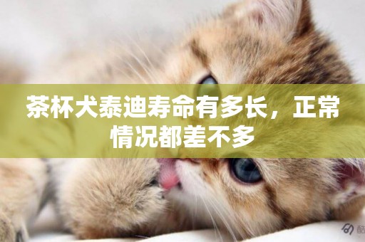 茶杯犬泰迪壽命有多長，正常情況都差不多