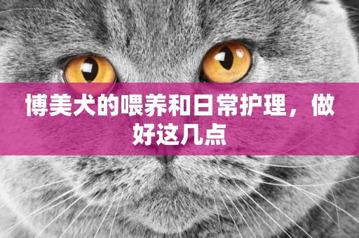 博美犬的喂養和日常護理，做好這幾點