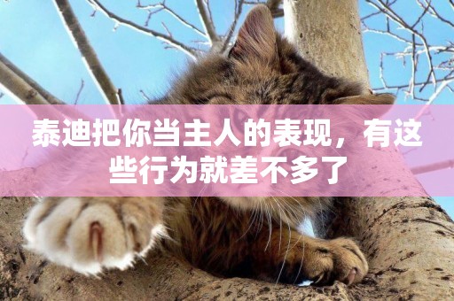 泰迪把你當主人的表現，有這些行為就差不多了