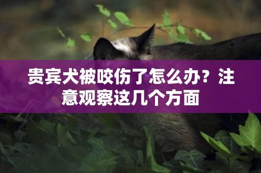 貴賓犬被咬傷了怎么辦？注意觀察這幾個方面