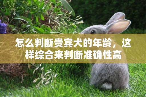 怎么判斷貴賓犬的年齡，這樣綜合來判斷準確性高