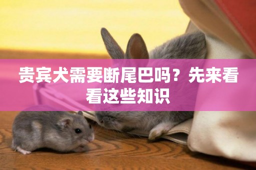 貴賓犬需要斷尾巴嗎？先來看看這些知識