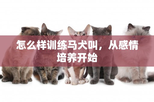 怎么樣訓練馬犬叫，從感情培養開始