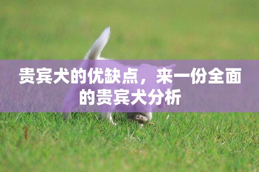 貴賓犬的優缺點，來一份全面的貴賓犬分析