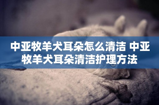 中亞牧羊犬耳朵怎么清潔 中亞牧羊犬耳朵清潔護理方法