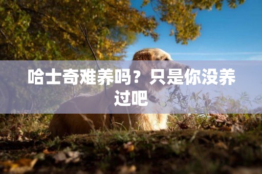 哈士奇難養嗎？只是你沒養過吧