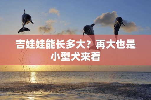 吉娃娃能長多大？再大也是小型犬來著