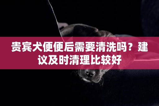 貴賓犬便便后需要清洗嗎？建議及時清理比較好
