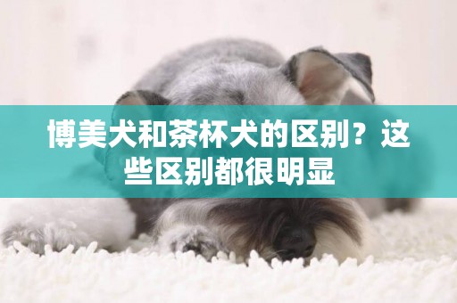 博美犬和茶杯犬的區別？這些區別都很明顯