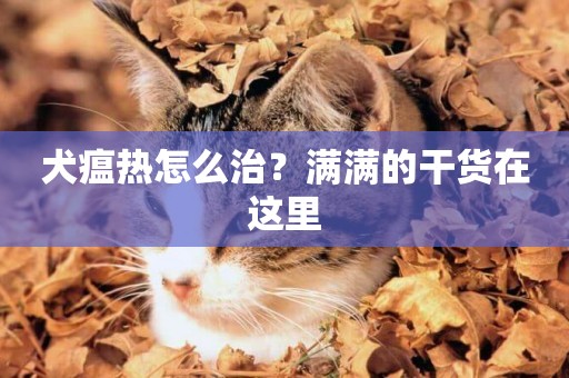 犬瘟熱怎么治？滿滿的干貨在這里