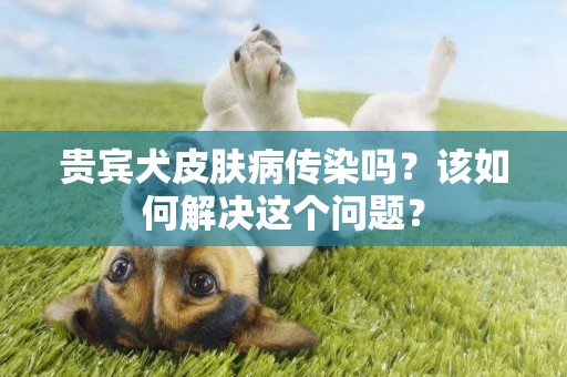 貴賓犬皮膚病傳染嗎？該如何解決這個問題？
