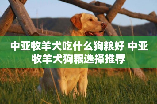 中亞牧羊犬吃什么狗糧好 中亞牧羊犬狗糧選擇推薦