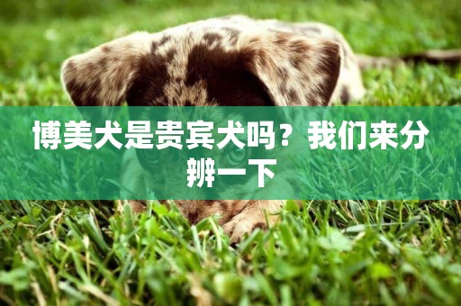 博美犬是貴賓犬嗎？我們來分辨一下