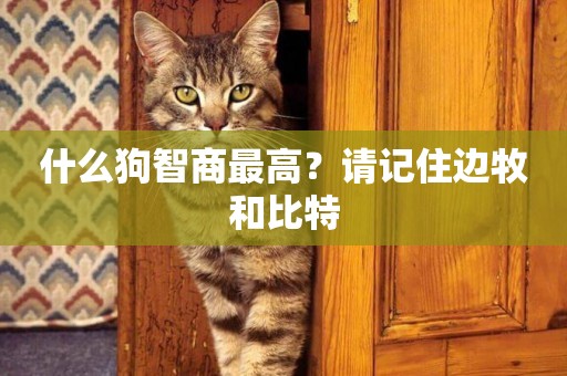 什么狗智商最高？請記住邊牧和比特