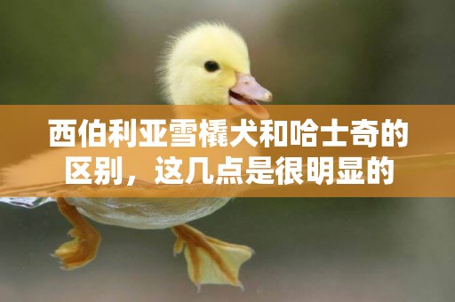 西伯利亞雪橇犬和哈士奇的區別，這幾點是很明顯的